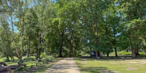 Hollands Wood