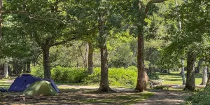 Hollands Wood