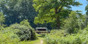 Hollands Wood
