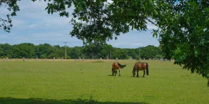 Long Meadow
