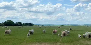 Cotswold Farm Park