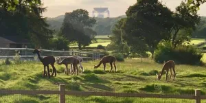 Welltrough Hall Farm