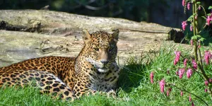 Banham Zoo