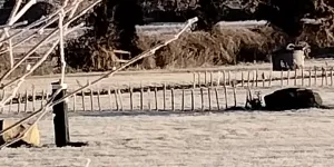Oakwood Campsite