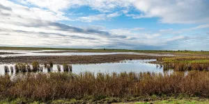 RSPB Frampton Marsh