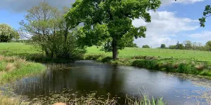 Bluebell Wilds