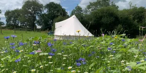 Bluebell Wilds