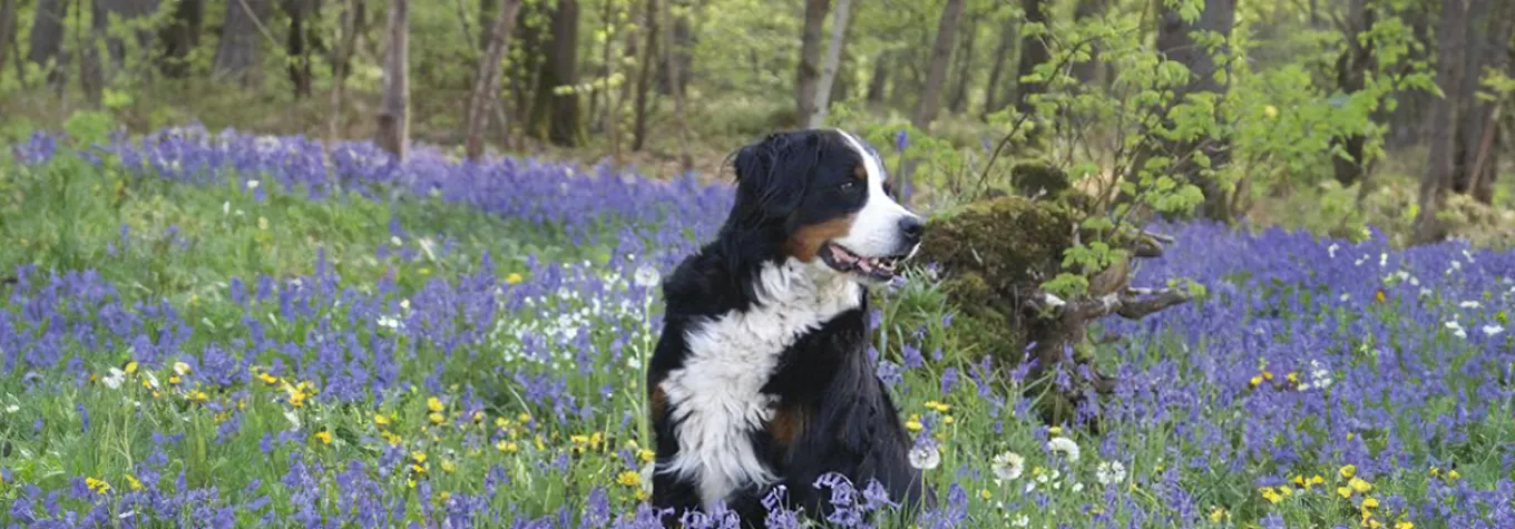 A dog in a field