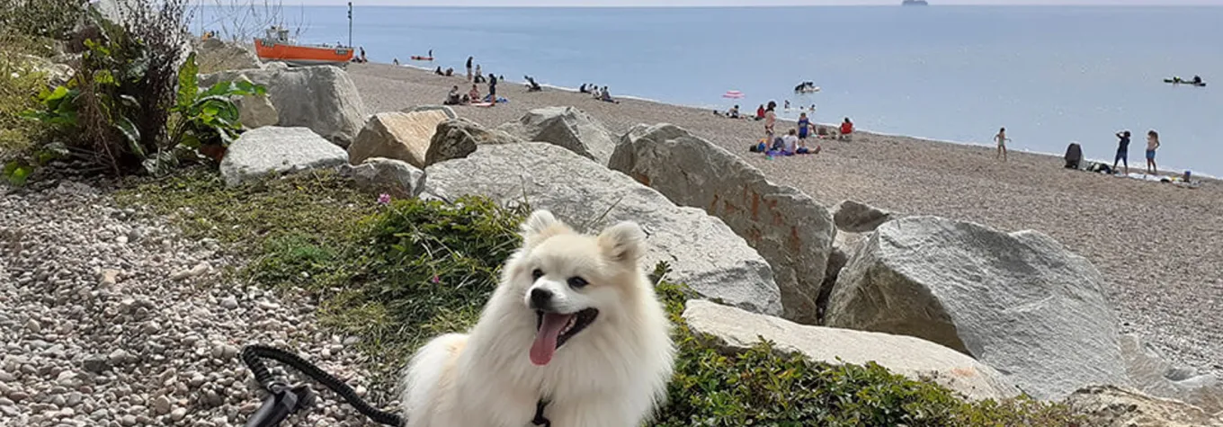 A dog by the sea