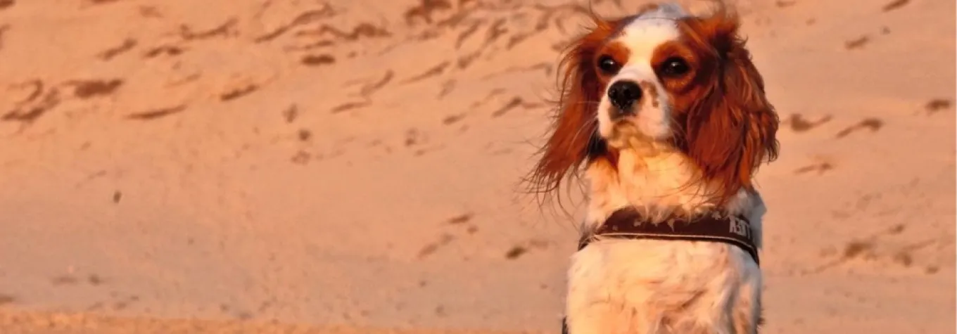 A dog on a beach