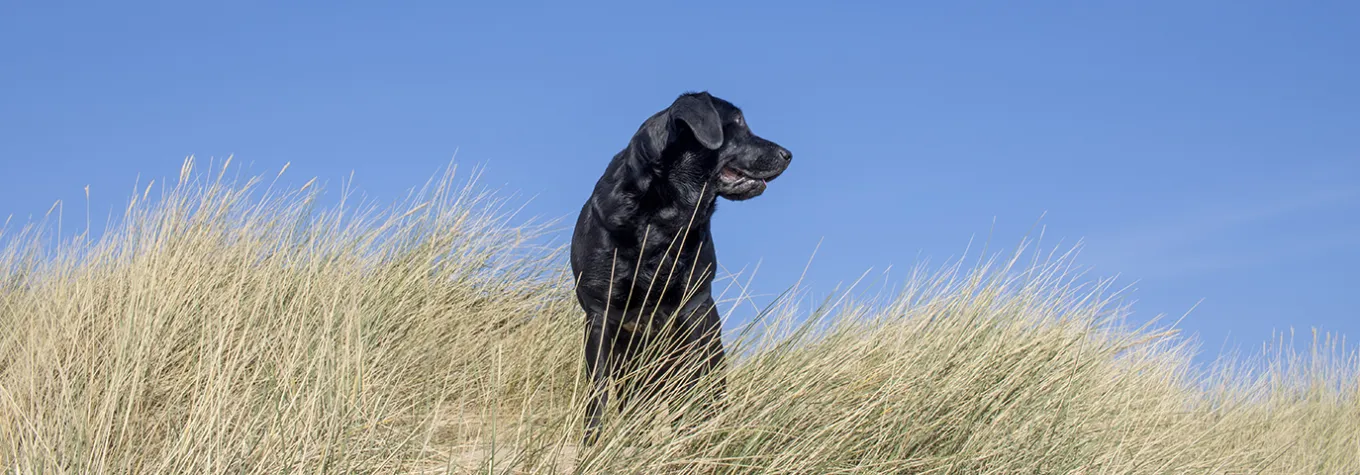 Dog on beach