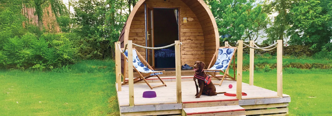 Dog friendly campsite hero