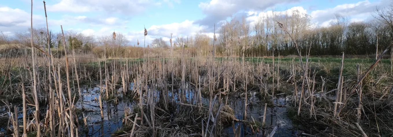reed bed in field, didsbury, manchester, uk