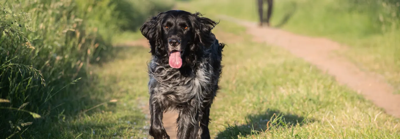 Dog-friendly campsite