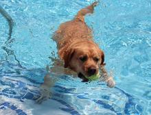 Paws in the pool