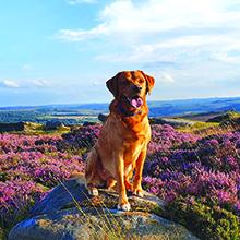Dog-friendly campsites