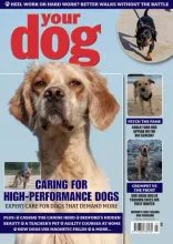 image of the yourdog magazine cover