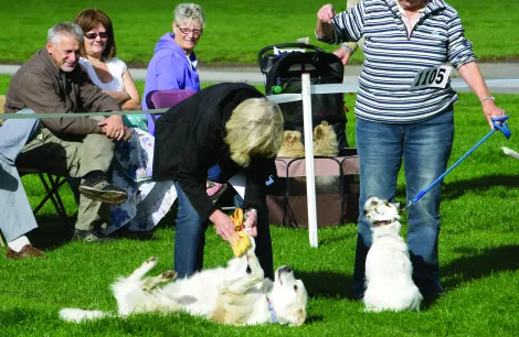 Your dog magazine, dog show