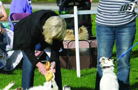 Dog show