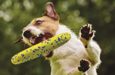 Zeus Nitro dog toys