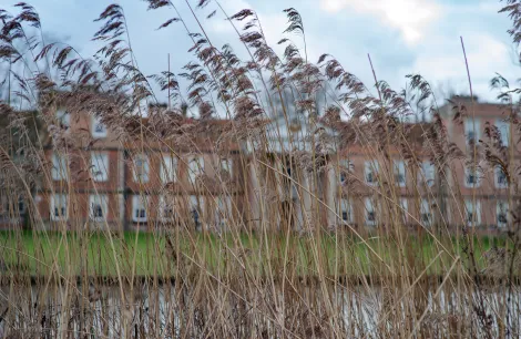 Reeds, The Vyne, Basingstoke, Hampshire, February 2016. A lakeside wander through the gardens of The Vyne near Basingstoke