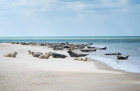 Seals at Blakeney