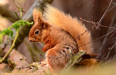 Red squirrel on Brownsea Island