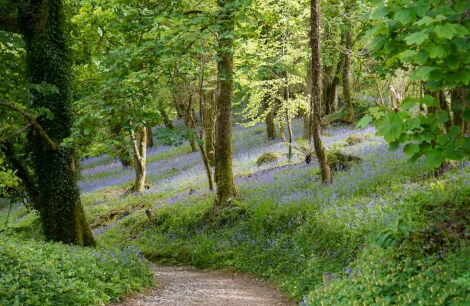 Heligan Caravan & Camping