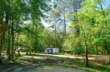 Setthorns Camping in the Forest