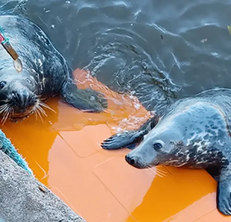 Feeding seals at Eyemouth