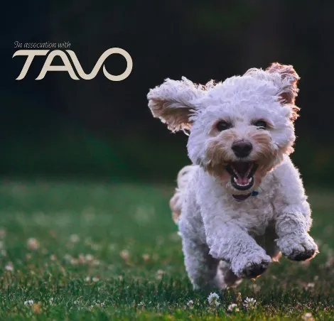 Dog running in a field