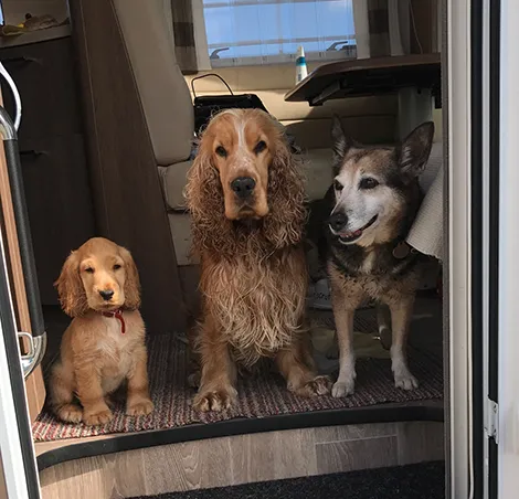 Dogs in motorhome