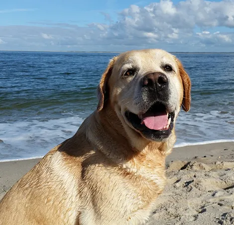 Labrador at the beach