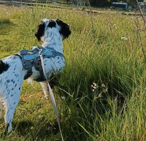 Dog Friendly campsites