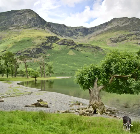 The Western shore of Buttermere with a grazing goat in the foreground and High stile in the distance
