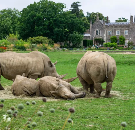 Rhinoceros in the Cotswolds Nature Park in England