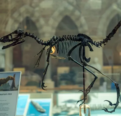 Oxford, England - April 27th 2019 - Display of a Small Dino Skeleton, exhibition at the Oxford University Museum of Natural History.