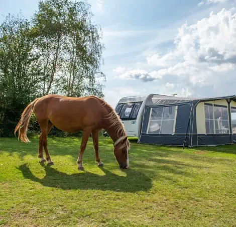 A horse at Roundhill, Hollands Wood and Ashurst