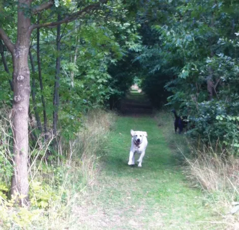 Fen Farm dogs in trees