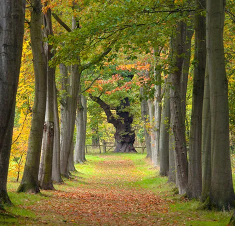 Thorpe Perrow arboretum