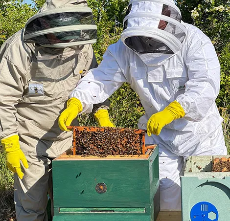 Windy Harbour's bees