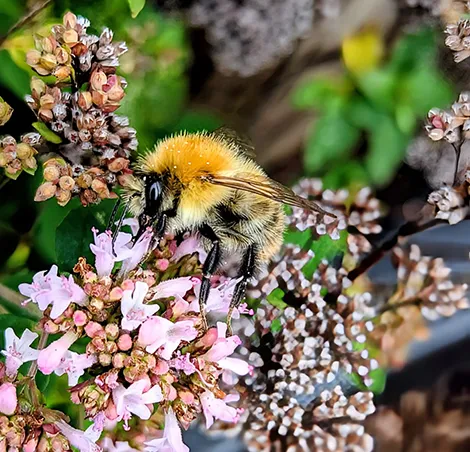 Bee