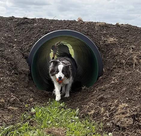 Doddy Dog Field