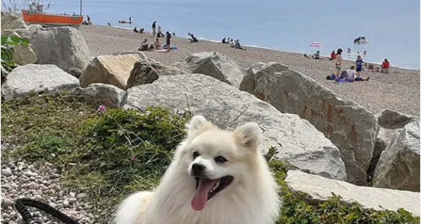A dog by the sea