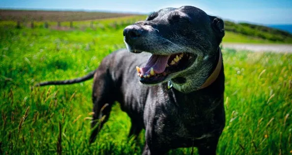 A dog in a field