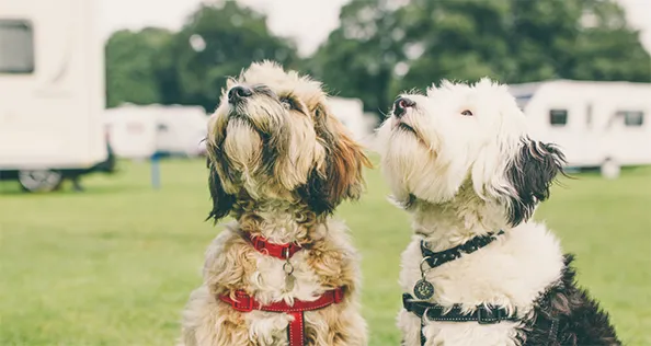 Dogs on Caravan and Motorhome Club site