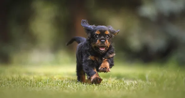 Dogfest