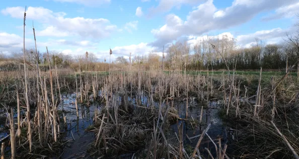 reed bed in field, didsbury, manchester, uk