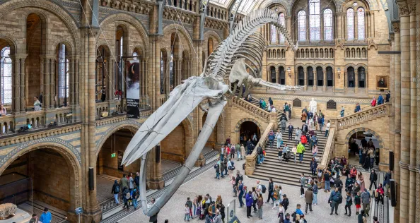 Dinosaur skeleton displayed at London history museum