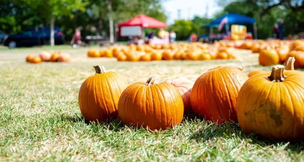 Pumpkins in a village